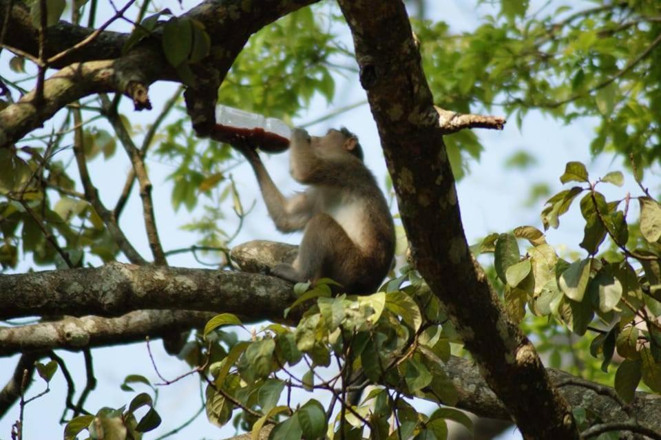 Green Leaf Home Stay Thekkady Exteriör bild
