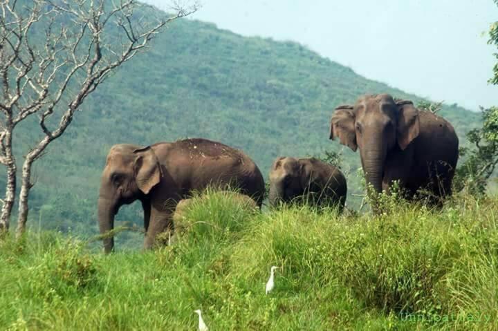 Green Leaf Home Stay Thekkady Exteriör bild